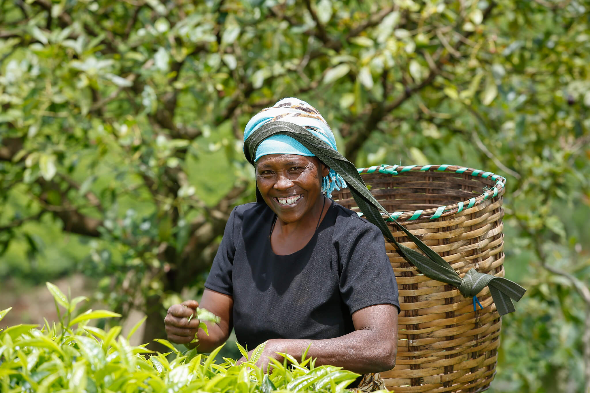 Rose Njeri plucking tea in a tea estate she owns with her husband in Makomboki, Murang'a County, Kenya. Our Tea, Our Voice will support women tea workers in Indonesia, Kenya and Rwanda to speak out, be heard, and shape their own futures. Image: ETP