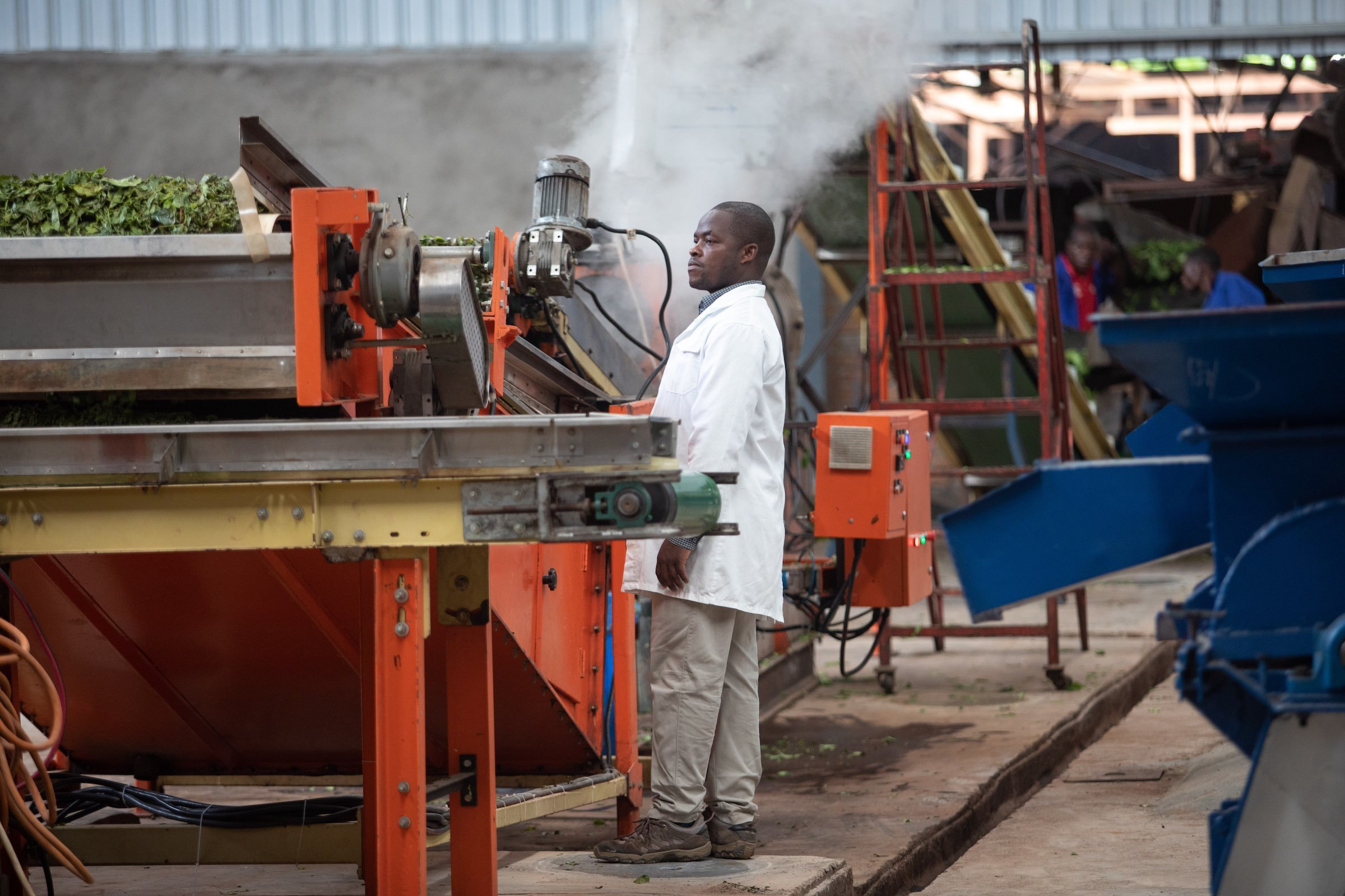 Satemwa tea factory, Thyolo, Malawi. 27/11/18