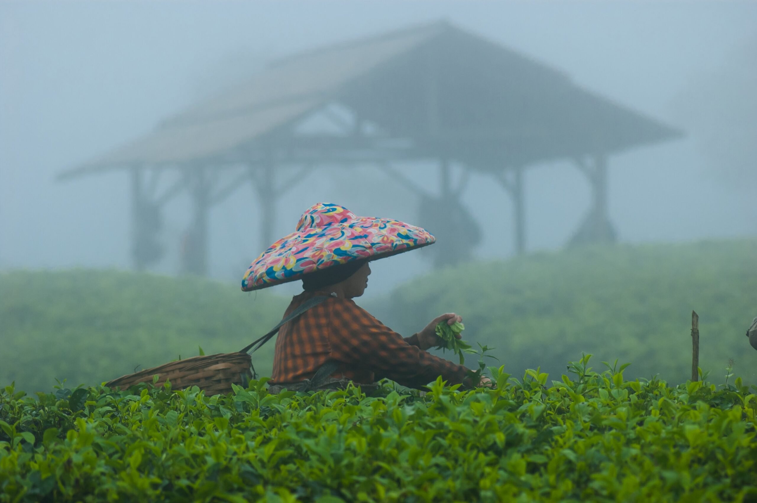 A tea picker from Cianten, within the boundaries of Mount Halimun Salak National Park in West Java. Credit CIFOR.